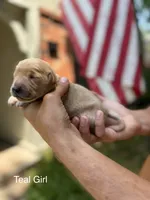 Daisy's Teal Girl 💙, a female Golden Retriever for sale in Tulsa, OK – 5 of 10
