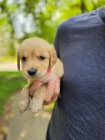Winnie's Hot Pink, a female Golden Retriever for sale in Tulsa, OK – Photo 2 of 2