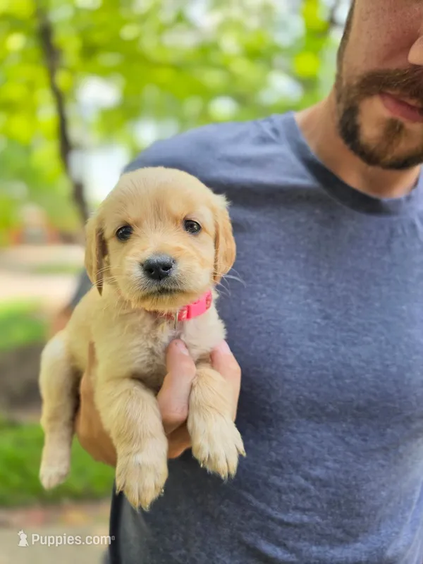 Winnie's Hot Pink – Golden Retriever puppy for sale in Tulsa, OK