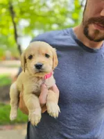 Winnie's Hot Pink, a female Golden Retriever for sale in Tulsa, OK – Photo 1 of 2