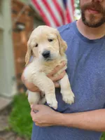 Poppy's Orange Boy, a male Golden Retriever for sale in Tulsa, OK – Photo 2 of 2