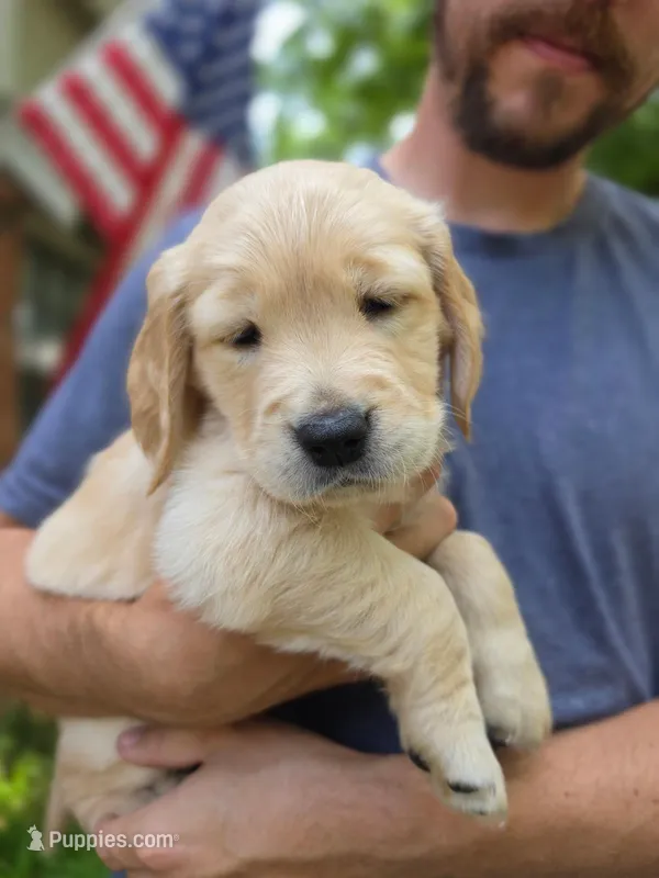 Poppy's Orange Boy – Golden Retriever puppy for sale in Tulsa, OK