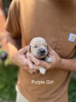 Daisy's Purple Girl 💜, a female Golden Retriever for sale in Tulsa, OK – 4 of 9
