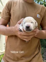 Daisy's Yellow Girl 💛, a female Golden Retriever for sale in Tulsa, OK – 3 of 7