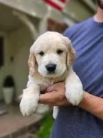 Poppy's Light Green, a male Golden Retriever for sale in Tulsa, OK – Photo 2 of 2