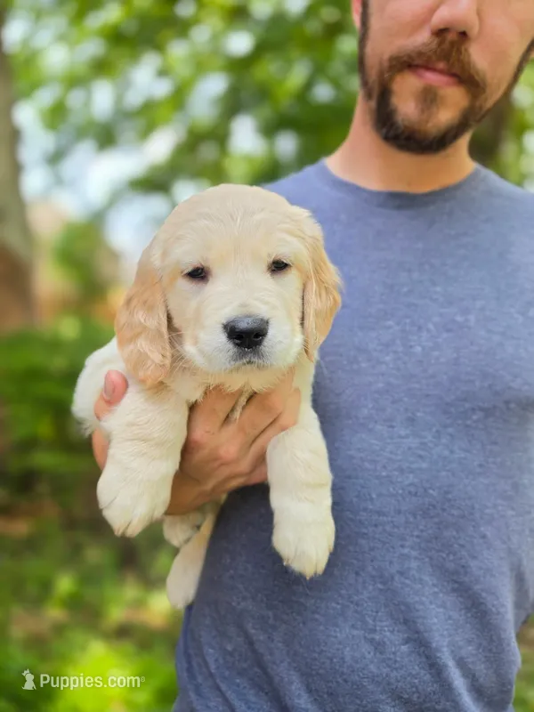 Poppy's Light Green – Golden Retriever puppy for sale in Tulsa, OK