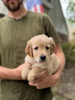 AKC Teal Girl 💙, a female Golden Retriever for sale in Tulsa, OK – 2 of 10