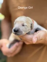 Daisy's Orange Girl 🧡, a female Golden Retriever for sale in Tulsa, OK – 5 of 9