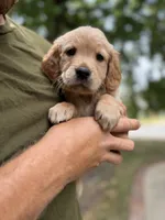 AKC Teal Girl 💙, a female Golden Retriever for sale in Tulsa, OK – 5 of 10
