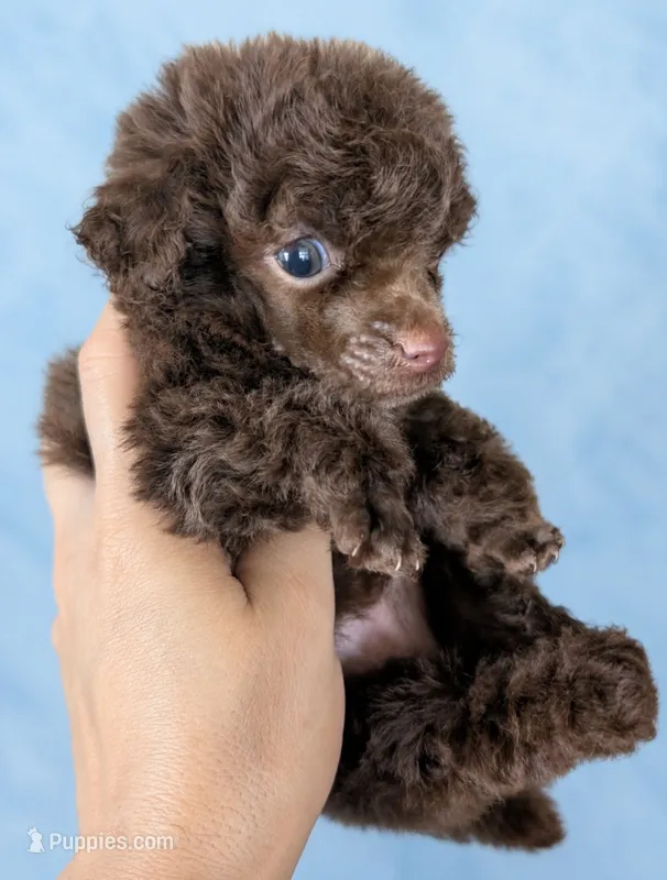 Bear  – Poodle - Toy  puppy for sale in Miami, FL
