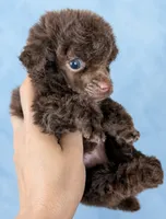 Bear , a male Poodle - Toy  for sale in Miami, FL – 1 of 1