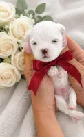 Rare Korean Maltese Puppies Available, a female Maltese for sale in Miami, FL – 5 of 5