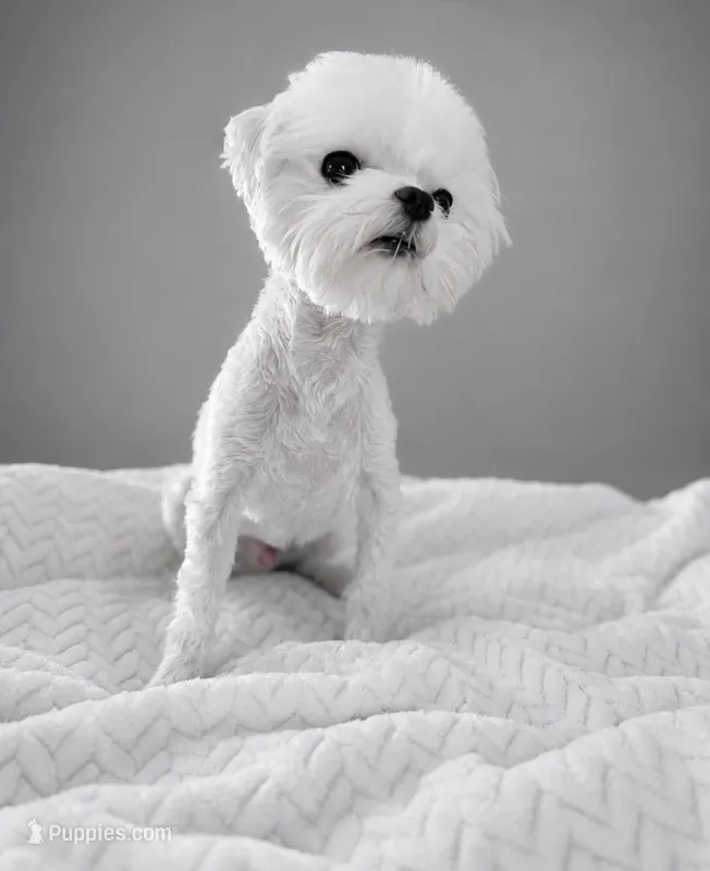 Snowman  – Maltese puppy for sale in Miami, FL