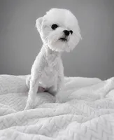 Snowman , a male Maltese for sale in Miami, FL – 1 of 1