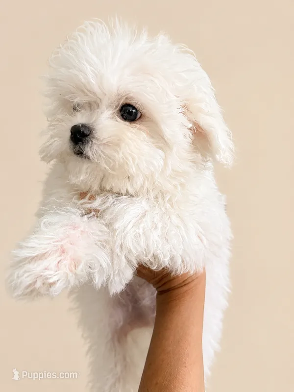 Olaf – Maltese puppy for sale in Miami, FL