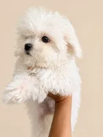 Olaf, a male Maltese for sale in Miami, FL – 1 of 1
