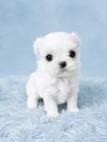 Korean Maltese Tcup , a male Maltese for sale in Miami, FL – 4 of 5
