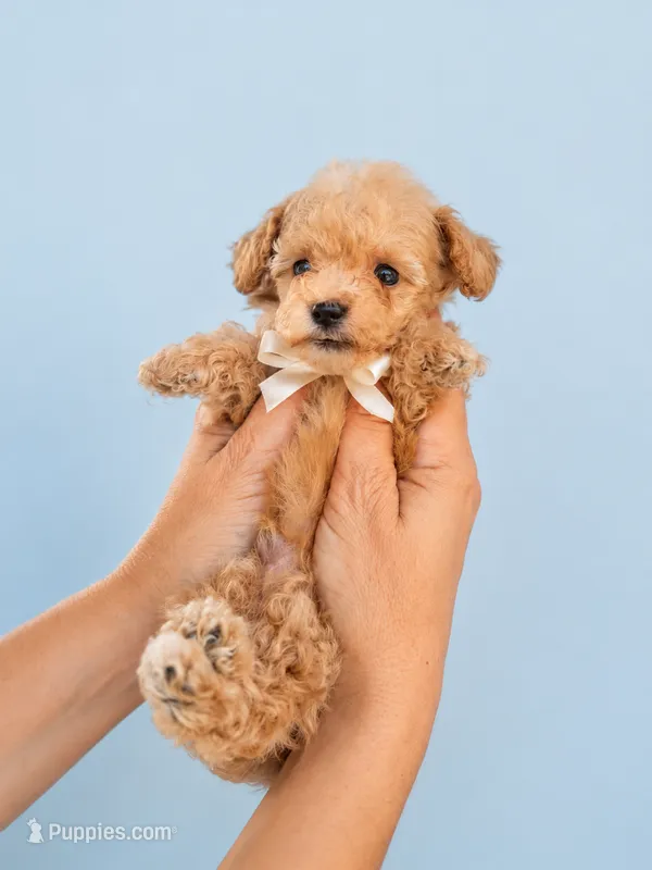 Teddy Tcup  – Poodle - Toy  puppy for sale in Miami, FL