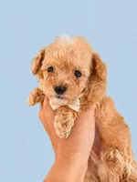 Teddy Tcup , a male Poodle - Toy  for sale in Miami, FL – 2 of 3