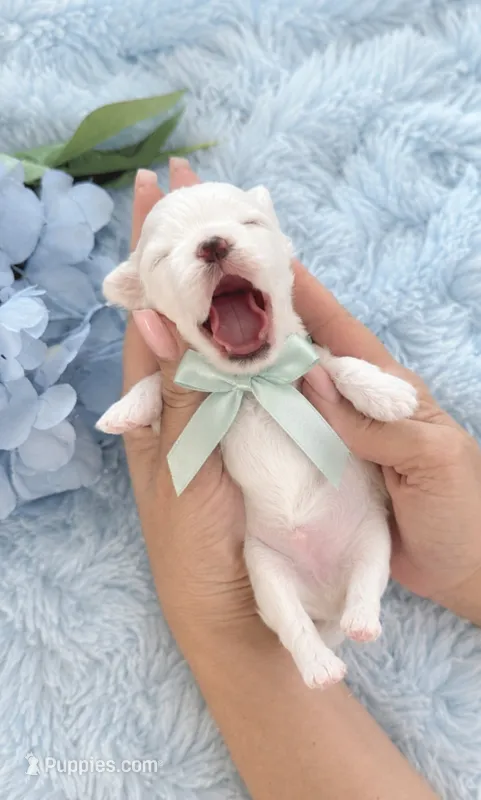 Rare Korean Maltese Puppies Available – Maltese puppy for sale in Miami, FL
