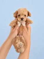 Teddy Tcup , a male Poodle - Toy  for sale in Miami, FL – 3 of 3
