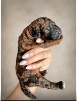 Hazel - AKC, a female Poodle - Miniature  for sale in Miami, FL – 2 of 2