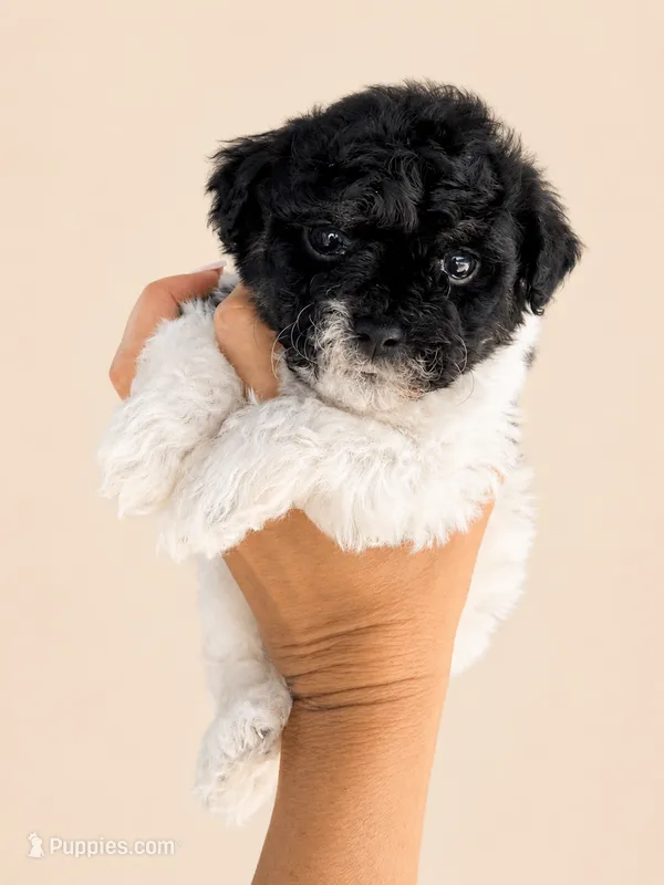 Parti Boy – Yorkipoo puppy for sale in Miami, FL