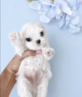 Korean Maltese Tcup , a male Maltese for sale in Miami, FL – 5 of 5