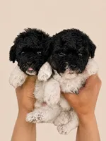 Parti Boy, a male Yorkipoo for sale in Miami, FL – 2 of 2
