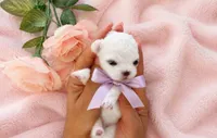 Rare Korean Maltese Puppies Available, a female Maltese for sale in Miami, FL – 4 of 5