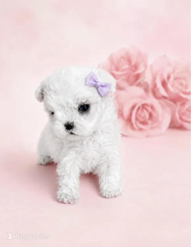 Korean Maltese Tcup  – Maltese puppy for sale in Miami, FL