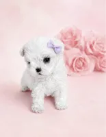 Korean Maltese Tcup , a male Maltese for sale in Miami, FL – 1 of 5