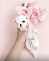 Korean Maltese Tcup , a male Maltese for sale in Miami, FL – 3 of 5