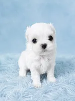 Korean Maltese Tcup , a male Maltese for sale in Miami, FL – 2 of 5
