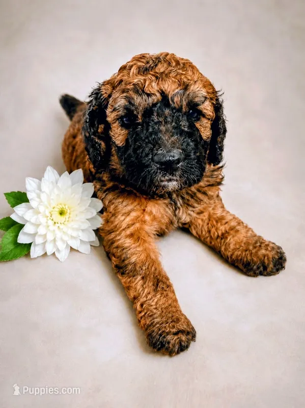 Hazel - AKC, a female Poodle - Miniature  for sale in Miami, FL – 1 of 2