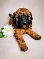 Hazel - AKC, a female Poodle - Miniature  for sale in Miami, FL – 1 of 2