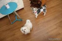 Bently, a male Morkie for sale in Jefferson, SD – Photo 4 of 4