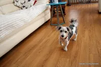 Bently, a male Morkie for sale in Jefferson, SD – Photo 3 of 4