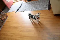 Bently, a male Morkie for sale in Jefferson, SD – Photo 2 of 4