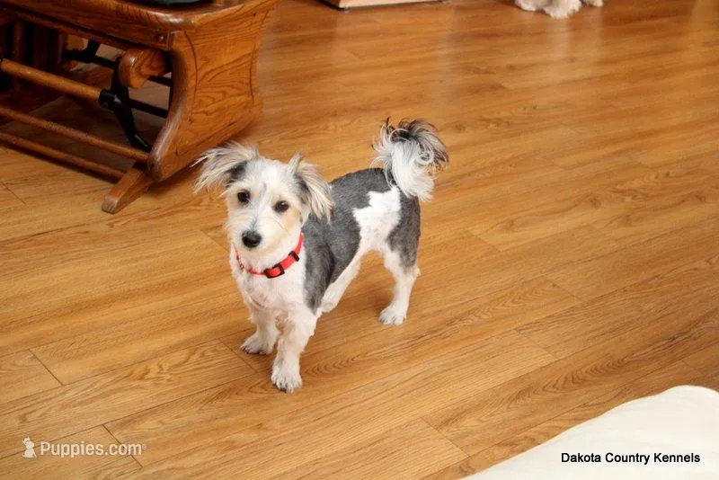 Bently – Morkie puppy for sale in Jefferson, SD