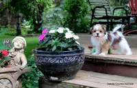 Bernie, a male Shorkie for sale in Jefferson, SD – 3 of 10
