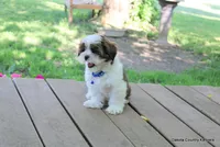 Tipper, a male Shorkie for sale in Jefferson, SD – 5 of 10