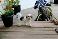 Tiffy, a female Shorkie for sale in Jefferson, SD – 8 of 10