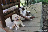 Tipper, a male Shorkie for sale in Jefferson, SD – 8 of 10