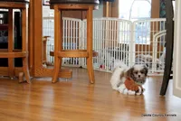 Rozzi, a male Shorkie for sale in Jefferson, SD – Photo 5 of 10