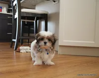 Rozzi, a male Shorkie for sale in Jefferson, SD – Photo 10 of 10