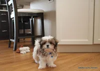 Rozzi, a male Shorkie for sale in Jefferson, SD – Photo 9 of 10