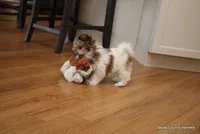 Rozzi, a male Shorkie for sale in Jefferson, SD – Photo 6 of 10