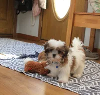 Rozzi, a male Shorkie for sale in Jefferson, SD – Photo 1 of 10