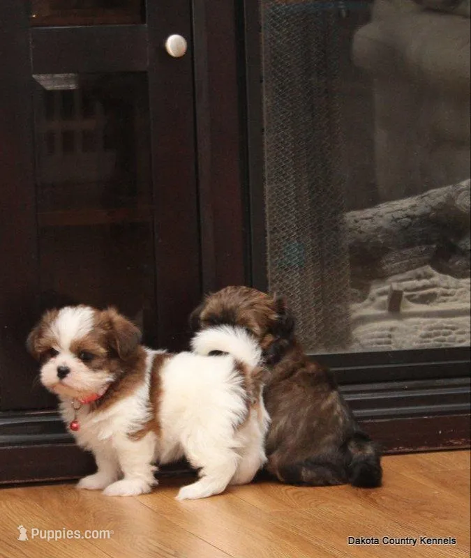 Sasha – Shorkie puppy for sale in Jefferson, SD